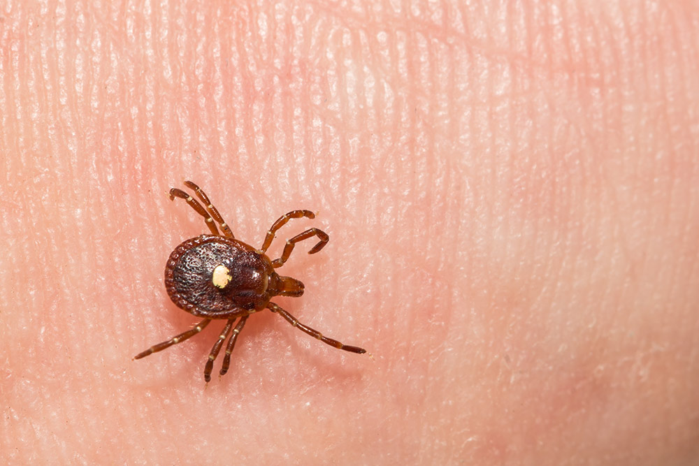 lone star tick